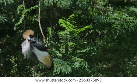 photo of a crown crane Royalty-Free Stock Photo #2363375893