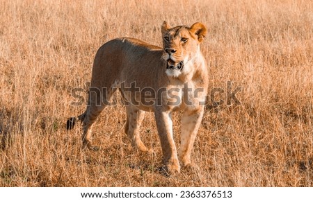 Lion Facts Diet Habitat  Pictures