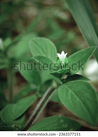 Detailed Macro Shot of Richardia Scabra Flower