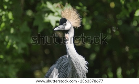 photo of a crown crane  Royalty-Free Stock Photo #2363378677