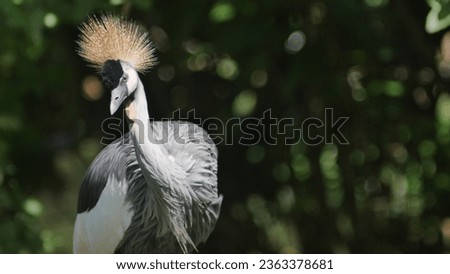 photo of a crown crane  Royalty-Free Stock Photo #2363378681