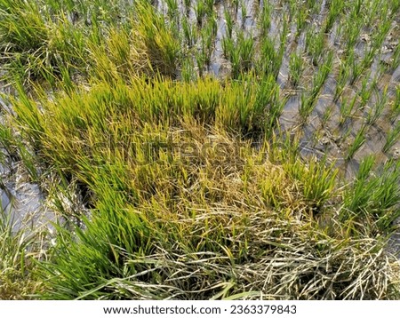 Paddy crops, green, hit by pests, Young rice plants, in the rice fields, appear green with sufficient water, it is hoped that they can harvest with maximum yields, tanaman padi di sawah, dengan rumput