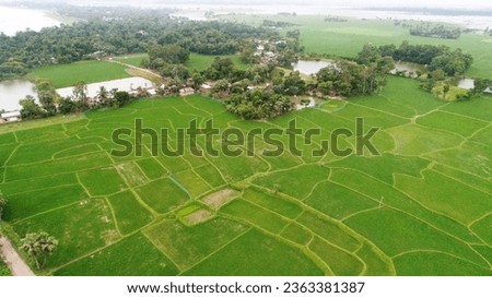 Aerial view green rice fields nature agricultural farm background rural top view rice field from above with pathway.....