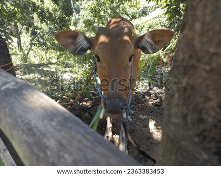 Balinese cows eating in the cow pen in the garden