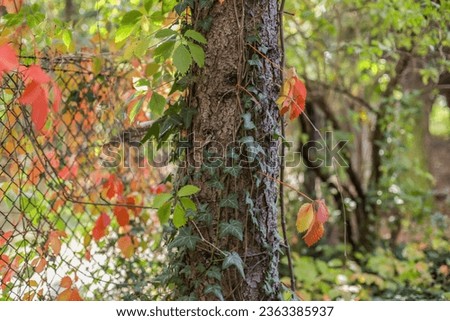 Majestic Autumn Tree with Vibrant Fall Foliage Royalty-Free Stock Photo #2363385937