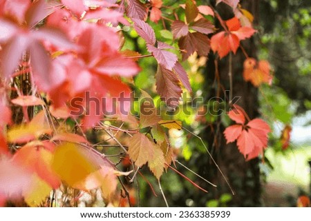 Majestic Autumn Tree with Vibrant Fall Foliage Royalty-Free Stock Photo #2363385939