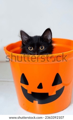black cat in Halloween candy bucket