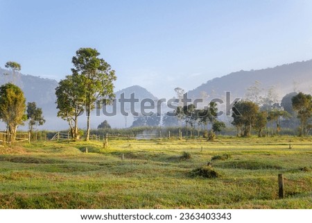 natural view of rice fields in Bandung