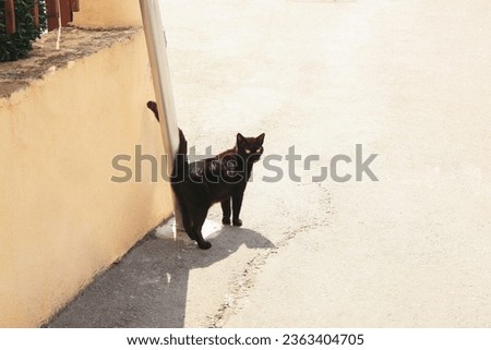 Black cat outdoors on sunny day, space for text. Superstition of bad luck