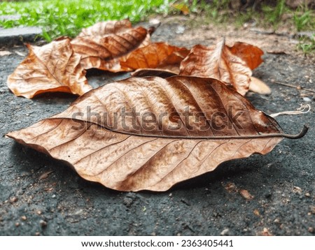 dry leaves dry season autumn fall clear sunny spring rainy foggy dry season winter cloudy summer wood background beautiful surface background natural wood natural cool hot earth footpath leaf park 