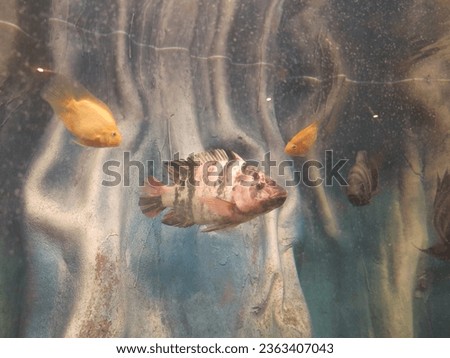 Tropical Fish in Aquarium Underwater Colorful Exotic in Mysore Oscar sea life macro