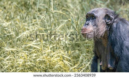 Portrait of an old mother chimpanzee in tall grass, closeup, details. Concept biodiversity, animal care, maternity and wildlife conservation.
