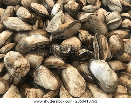 Fresh shellfish specific to areas in Thailand