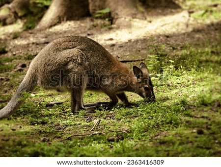Red necked Wallaby at nature park