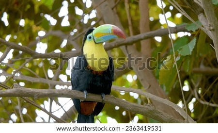 In this captivating image, the allure of the tropical rainforest comes to life as a magnificent keel-billed toucan perches gracefully on a sturdy tree branch.