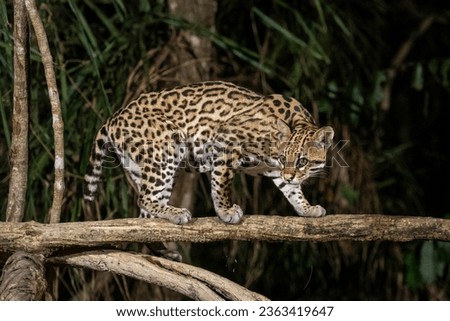 Ocelot (Leopardus pardalis) on tree branch at night in the Pantanal