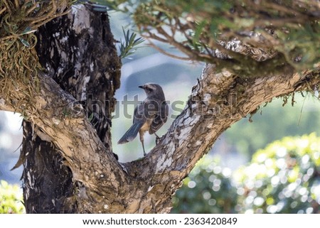 Photograph of a beautiful Chalk-browed mockingbird.	