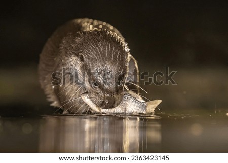 European Otter (Lutra lutra) eating fish at night in Kiskunsagi National Park, Pusztaszer, Hungary. February.