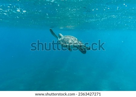 A sea turtle swims to the surface to catch its breath