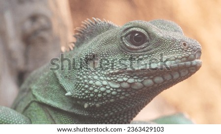 photo of a iguana in the zoo