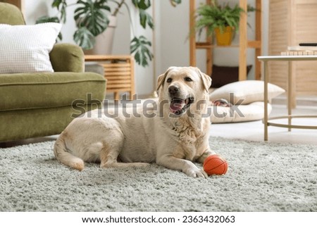 Cute Labrador dog lying on carpet in living room and playing with pet toy Royalty-Free Stock Photo #2363432063