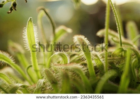 Close up Drosera capensis, sundew, carnivorous plant image                                