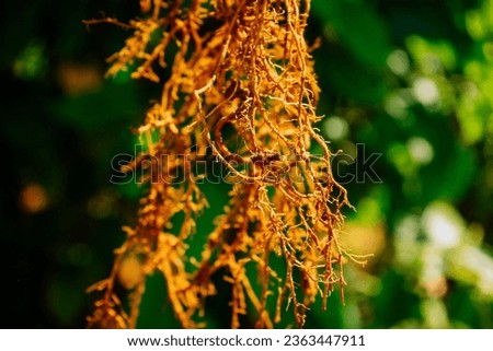 The root system of pepper plants has nematode-infected roots in Lam Dong, Vietnam Royalty-Free Stock Photo #2363447911