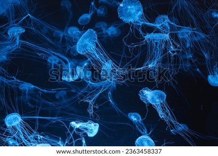 Atlantic sea nettle, Chrysaora quinquecirrha, East Cost sea nettle. Group of fluorescent jellyfish swimming in aquarium with blue neon light. Theriology, biodiversity, undersea life, aquatic organism Royalty-Free Stock Photo #2363458337