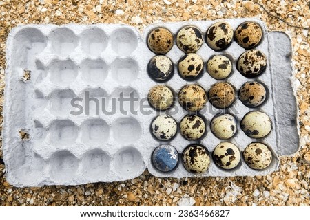 A picture of quail eggs in a box against a background of sandy beach, grass and flowers for poultry advertising