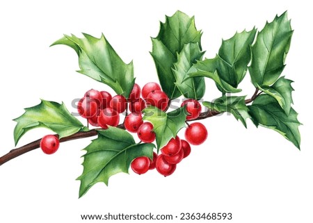 Holly twigs, berries and green leaves isolated on white background. Watercolor flora element for design. clipart