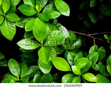 The leaf is the part that creates food through the process of photosynthesis. Leaves come in many different sizes and shapes, divided into two main types.
