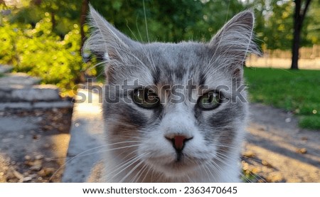 The muzzle of a gray cat. Street cat.
