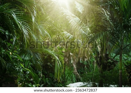 Tropical jungles of Southeast Asia. High quality photo