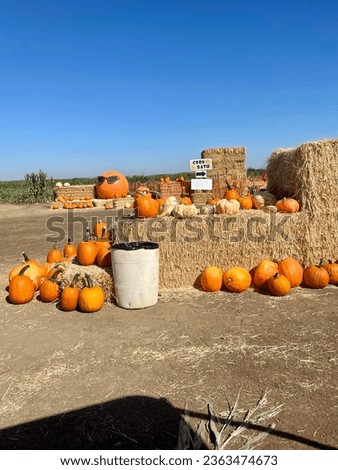 Pumpkins waiting for collection in the Autumn sun, with Hay bales