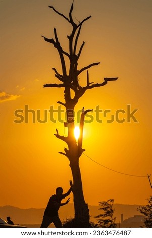beautiful yellow sky at sunset. silhouette of a man with dead tree in yellow sky. 
Majestic sunset landscape Amazing light of nature above the ocean. 
dead tree still standing in beautiful day.