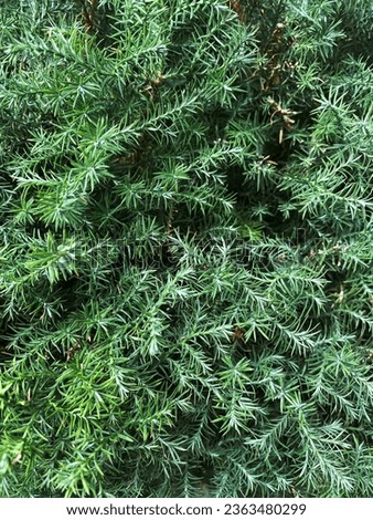 Intricate texture pattern showcasing the distinctive scales of common juniper, presenting a detailed look into the natural design of this evergreen shrub. Royalty-Free Stock Photo #2363480299