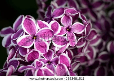Wild blooming Syringa vulgaris sensation  Royalty-Free Stock Photo #2363481519