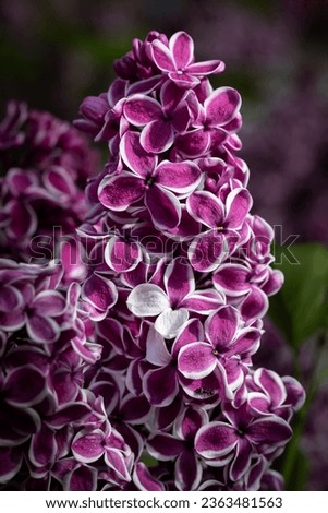 Wild blooming Syringa vulgaris sensation  Royalty-Free Stock Photo #2363481563