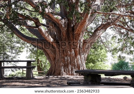 View of the trunk of a large old tree at the Silvercrest Picnic Area at Palomar Mountain State Park.