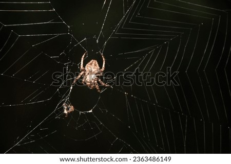 a brown colour spider catching its prey and eating it