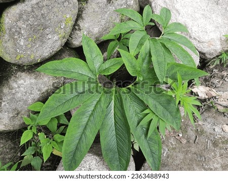 A beautiful capture of plant called Sauromatum venosum with leaves on round stem grew near stones in Himachal Pradesh, India. it is also called Voodoo Lily plant. Royalty-Free Stock Photo #2363488943