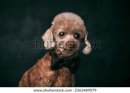 dog and pet photo in studio picture