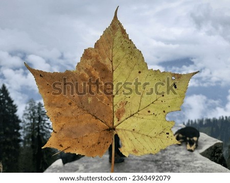A dry maple leaf of yellow and brown color with cloudy sky in the backdrop. 