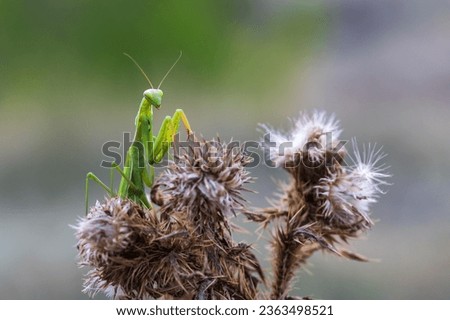 Mantis - Mantis religiosa green animal sitting on a blade of grass in a meadow. Royalty-Free Stock Photo #2363498521