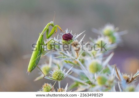 Mantis - Mantis religiosa green animal sitting on a blade of grass in a meadow. Royalty-Free Stock Photo #2363498529