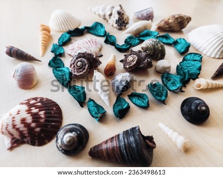 Different types of coloured seashells accompanied by a heart made of blue dried rose petals