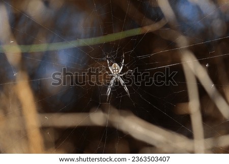 Abdomen of Western Spotted Orbweaver against a shadow and weaving its web Royalty-Free Stock Photo #2363503407