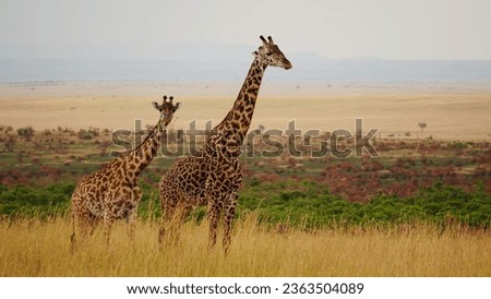 Breathtaking giraffes in the savannah Masai Mara in Africa