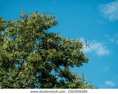 tree branches with leaves against clean blue sky in summer