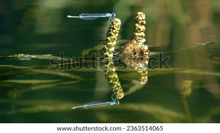 Common Bluetail Damselfly sitting in a plant near a frog reflecting on the water. Blue-tailed with a small brown Rana Ridibunda or Pool or Edible or Marsh frog. Animals in a shiny day. Close up.